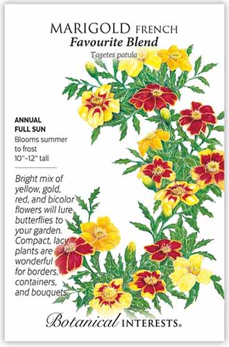 A close up of a packet of Favourite Blend Tagetes patula seeds with a hand-drawn illustration to the right of the frame and text to the left.