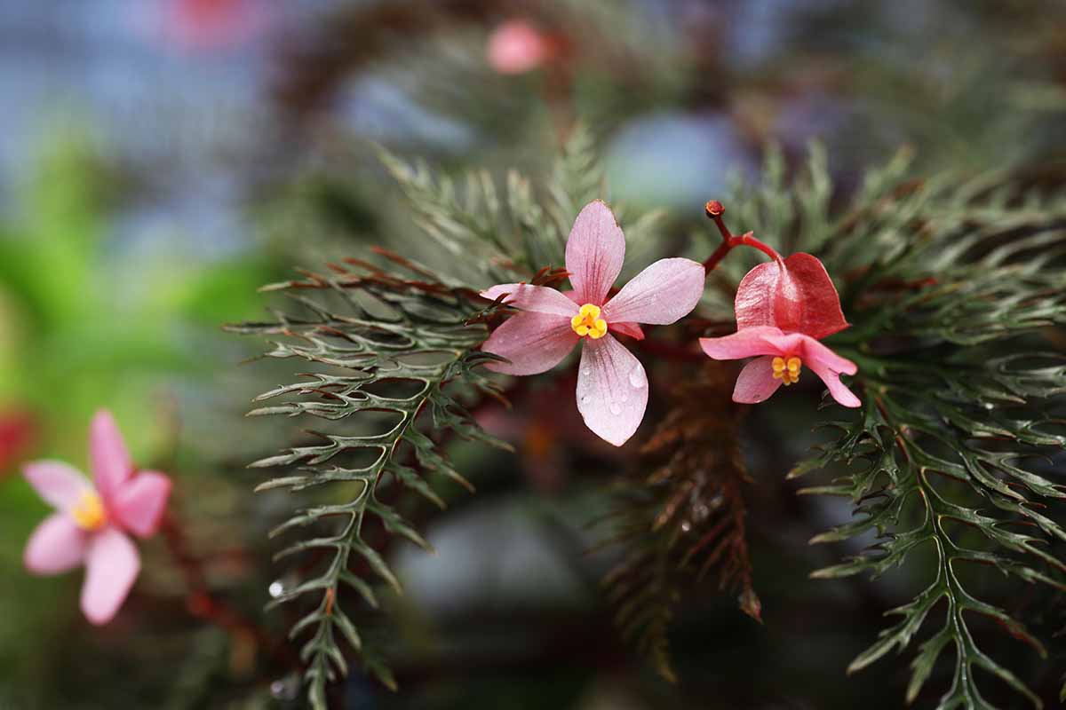 A horizontal image of the pink flowers and unusual foliage of a fernleaf begonia pictured on a soft focus background.