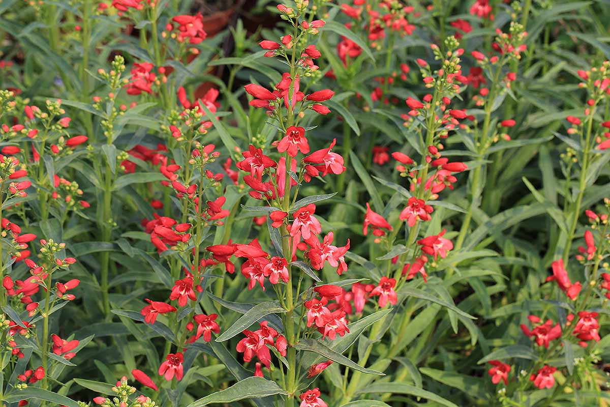 A horizontal shot of a field filled with bright red penstemon plants in bloom.