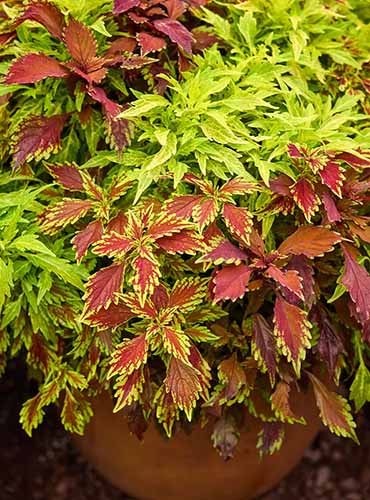 A close up of 'Fire and Spice' coleus growing in a terra cotta pot outdoors.