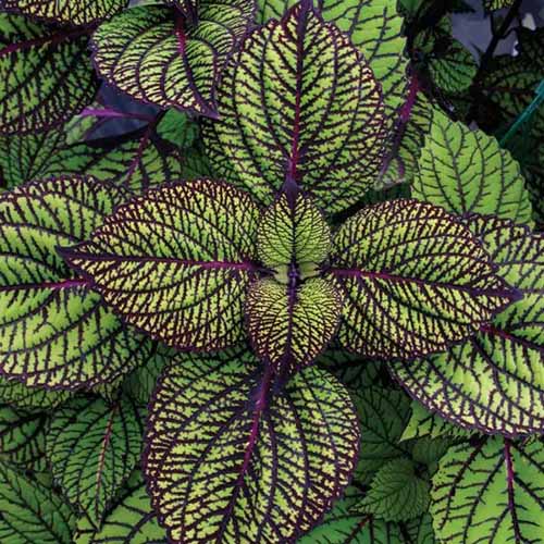 A square image of the foliage of 'Fishnet Stocking' coleus growing in the garden.