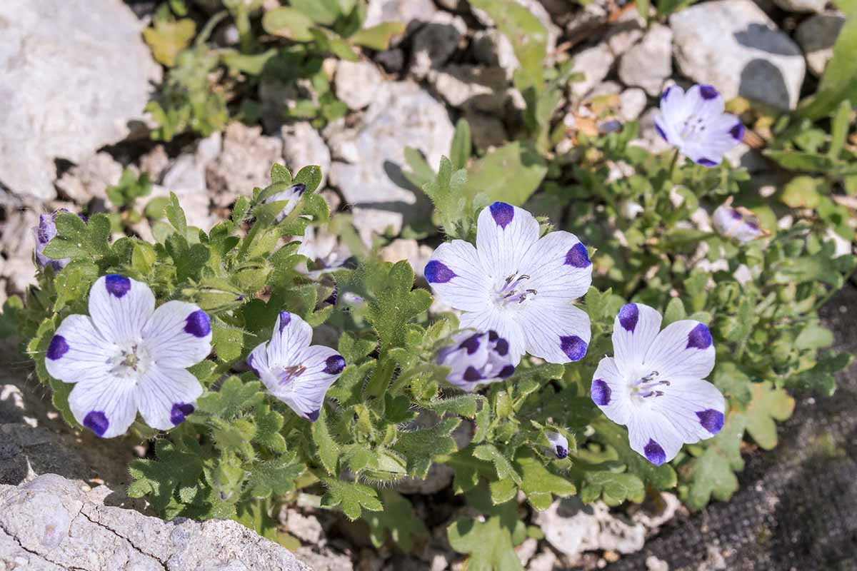 A horizontal photo of a five spot flower plant with white and purple tipped blooms growing in a rock garden.
