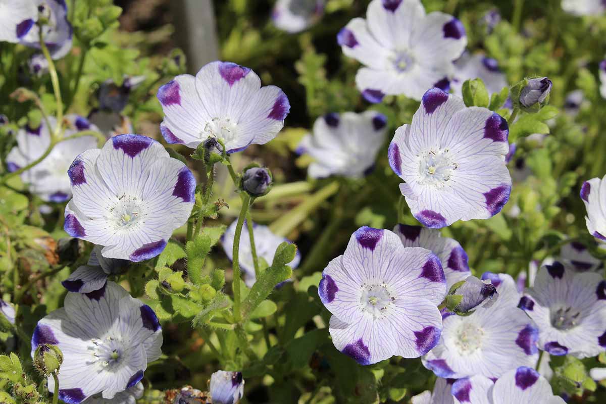 A horizontal photo of a five spot flower plant with white and purple tipped blooms growing in a garden.