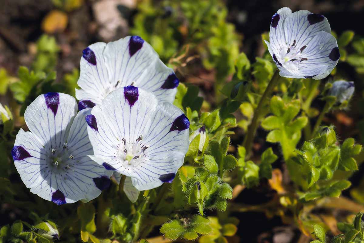 A horizontal photo of a five spot flower plant with white and purple tipped blooms growing in a garden in the sunshine.
