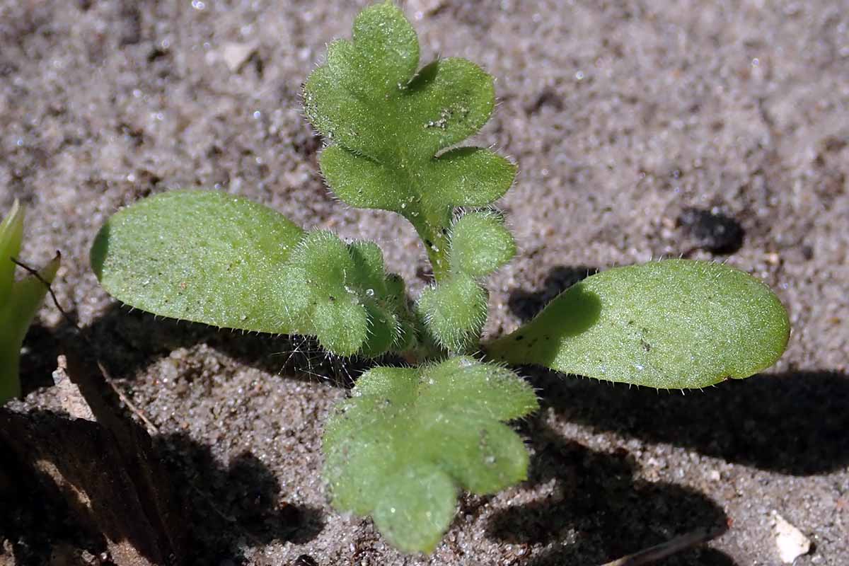 A horizontal photo of a young five spot seedling growing in the garden.