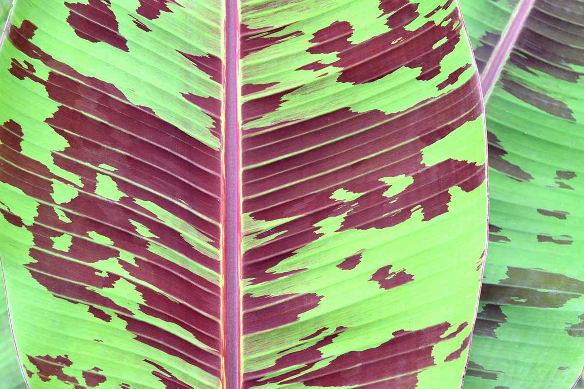 A close up horizontal image of the red and green variegated foliage of a 'Zebrina' aka blood banana plant.