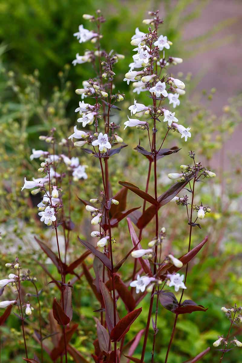 A vertical photo of a foxglove penstemon plant growing in a meadow. The plant has dark wine-colored stems and small bright white blooms.