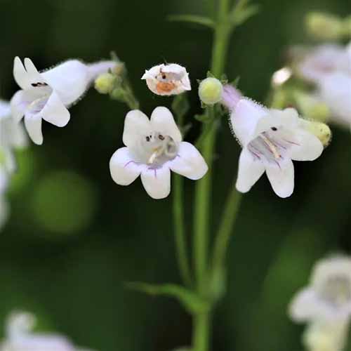 A square product close up shot of a Foxglove penstemon white bloom.