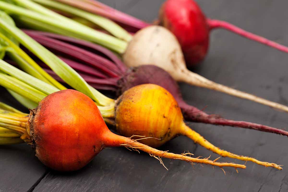 A close up horizontal image of different colored beets set on a wooden surface.