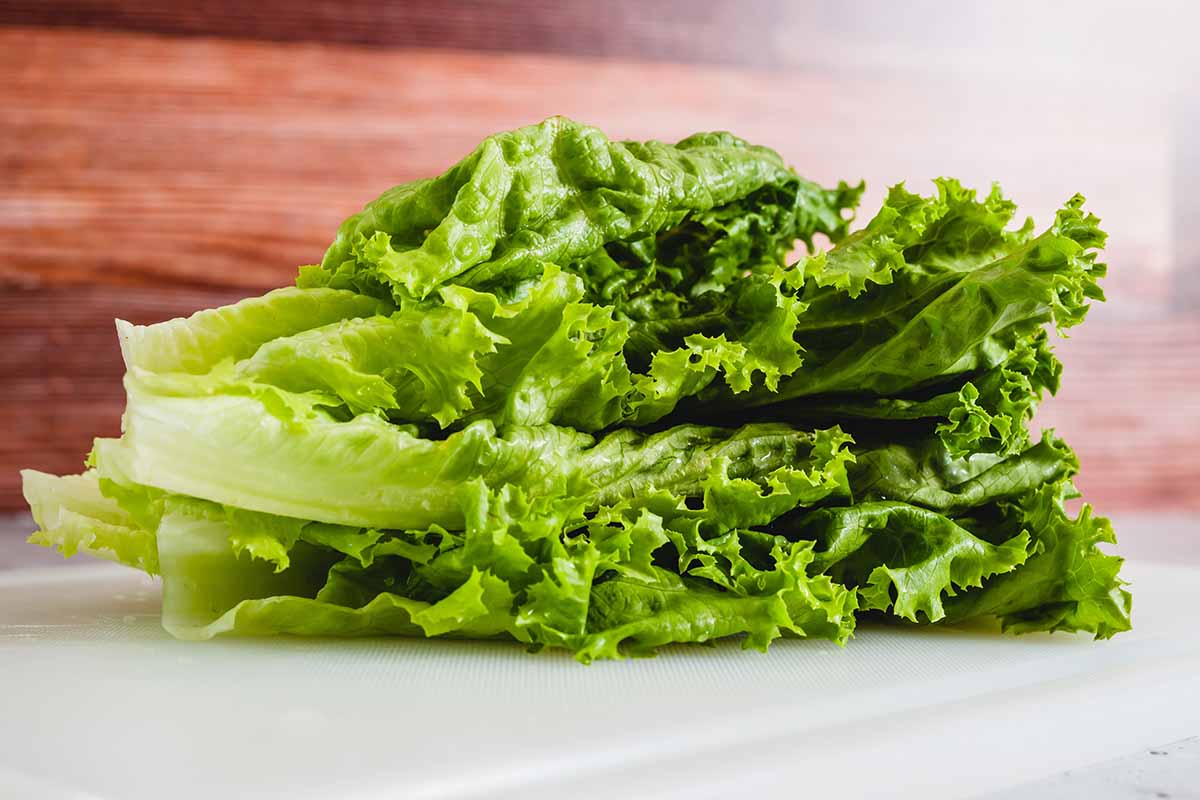 A horizontal photo of fresh green leaf lettuce lying on a white cutting board.