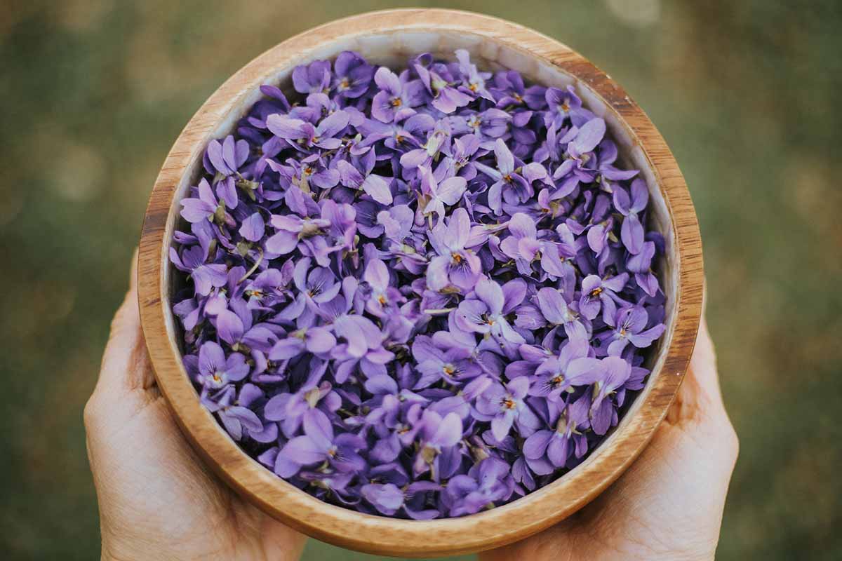 A horizontal photo shot from above of a pair of hands holding a wooden bowl filled with freshly harvested light purple violet blossoms.