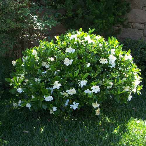 A square product photo of a Frost Proof gardenia shrub.