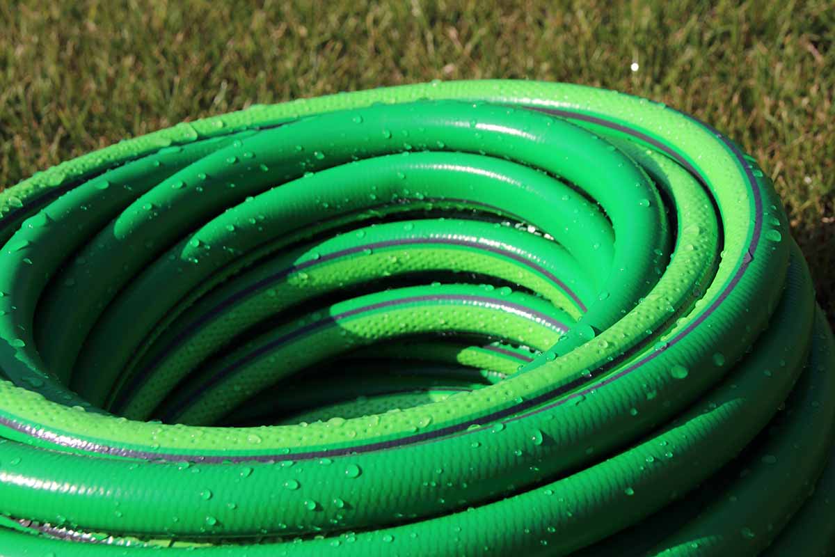 A close up horizontal image of a green coiled up hose set on the lawn covered in droplets of water.