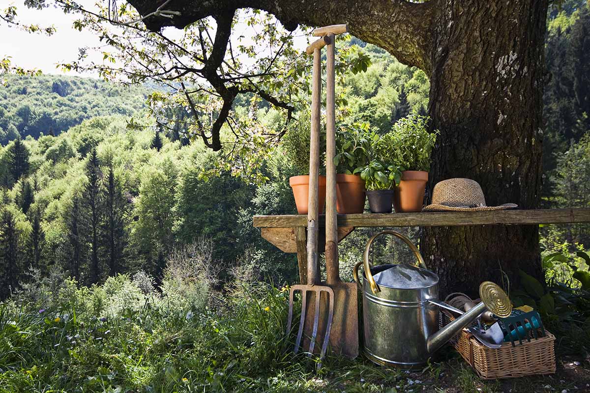 A horizontal image of gardening tools underneath a tree with shrubs and foliage in the background.