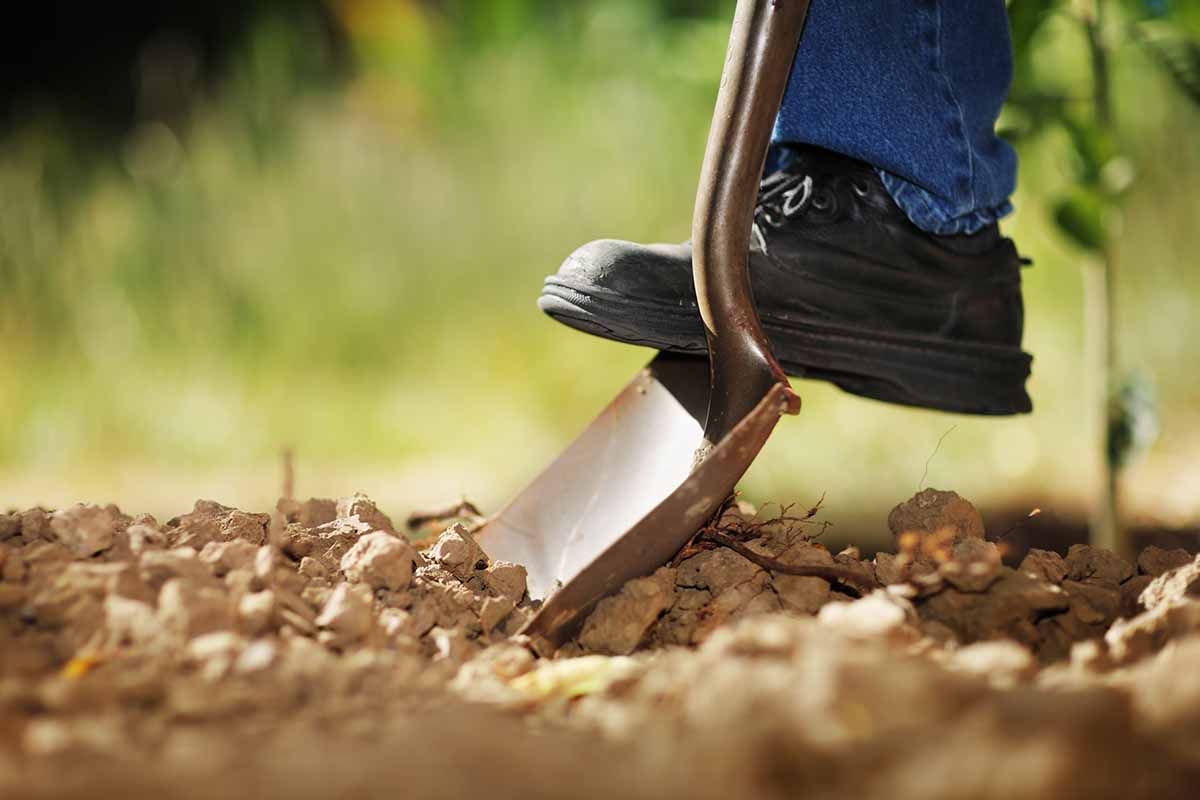 A horizontal photo of a gardener's foot on the edge of a garden spade digging into a garden bed.