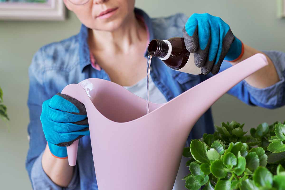 A close up horizontal image of a gardener pouring liquid fertilizer into a watering can to apply to houseplants.