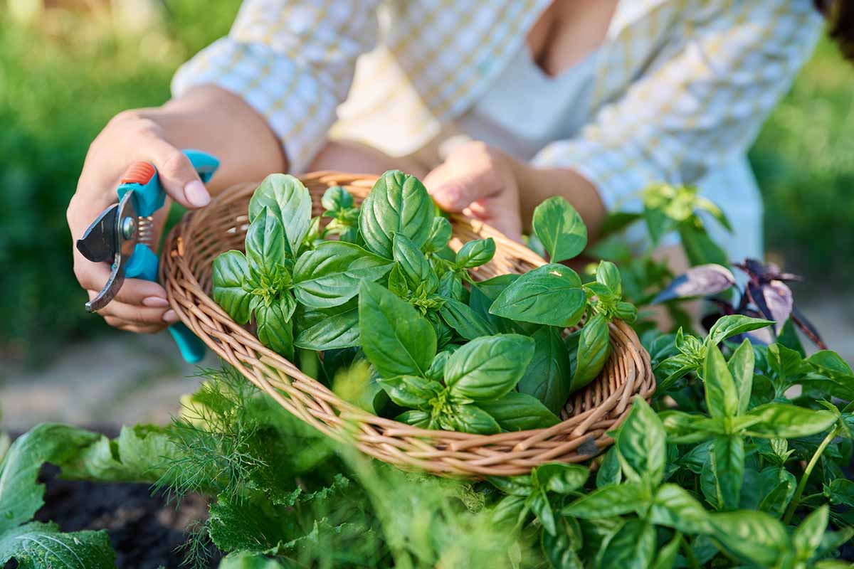 A horizontal image of a gardener holding a wicker basket filled with freshly harvested basil.
