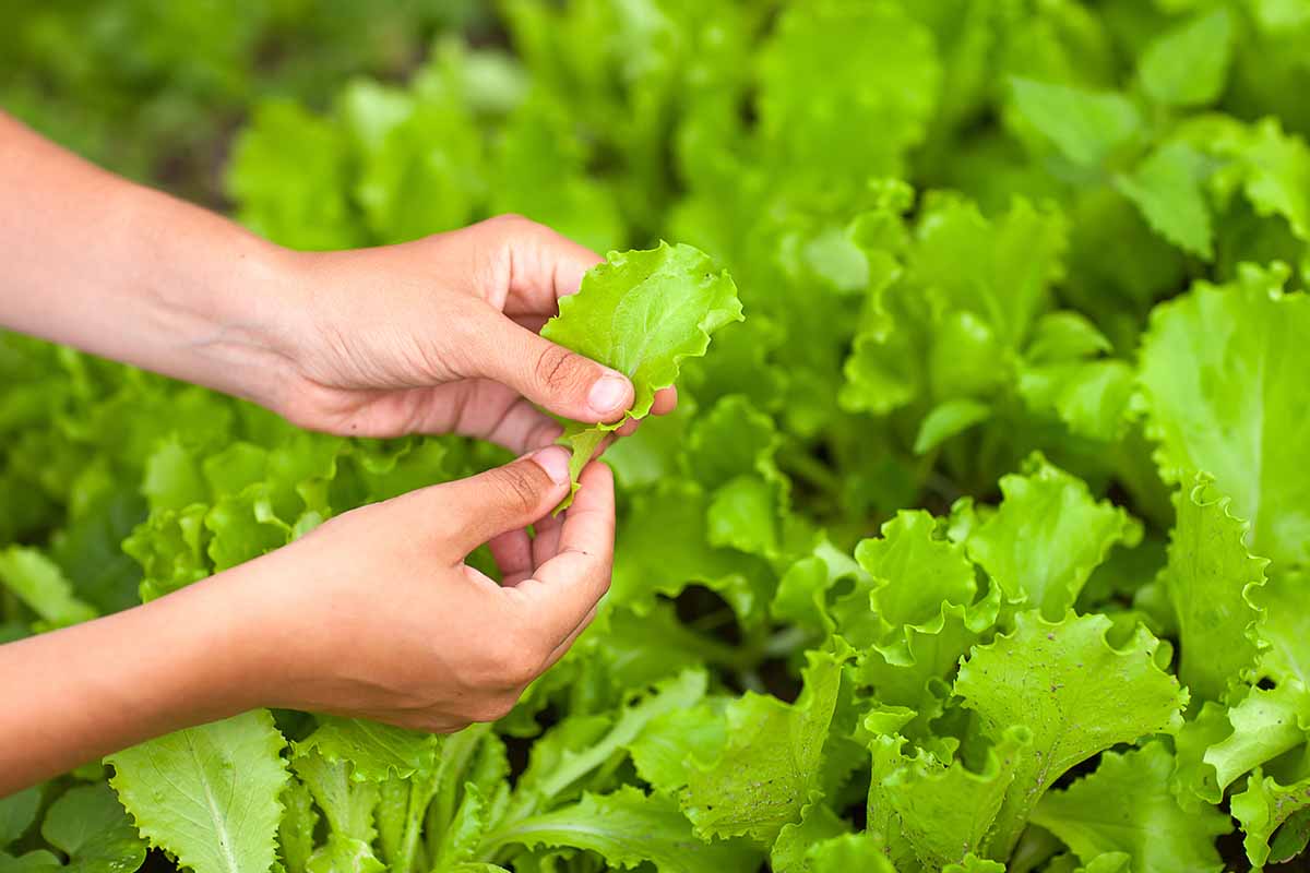 A horizontal close up of a gardener's hands harvesting lettuce.
