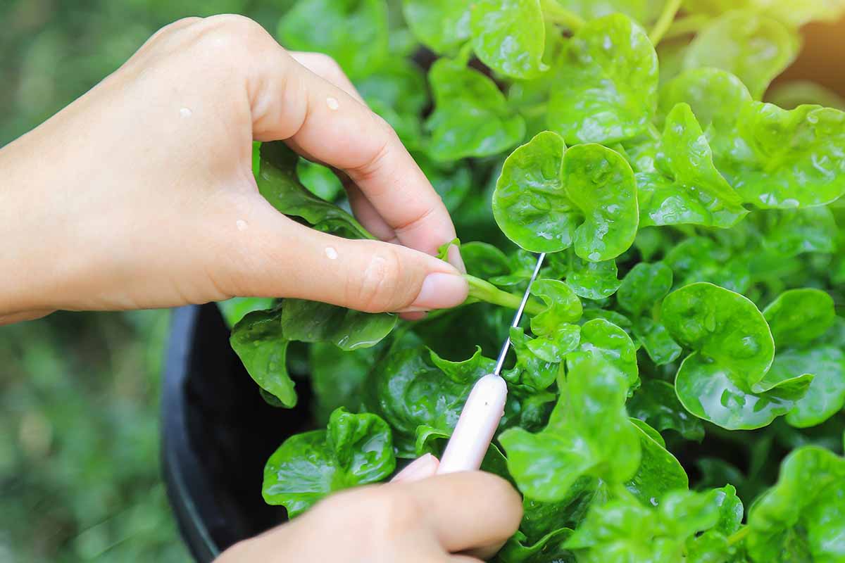 A horizontal photo of a gardener's hands harvesting watercress leaves with a small white knife.