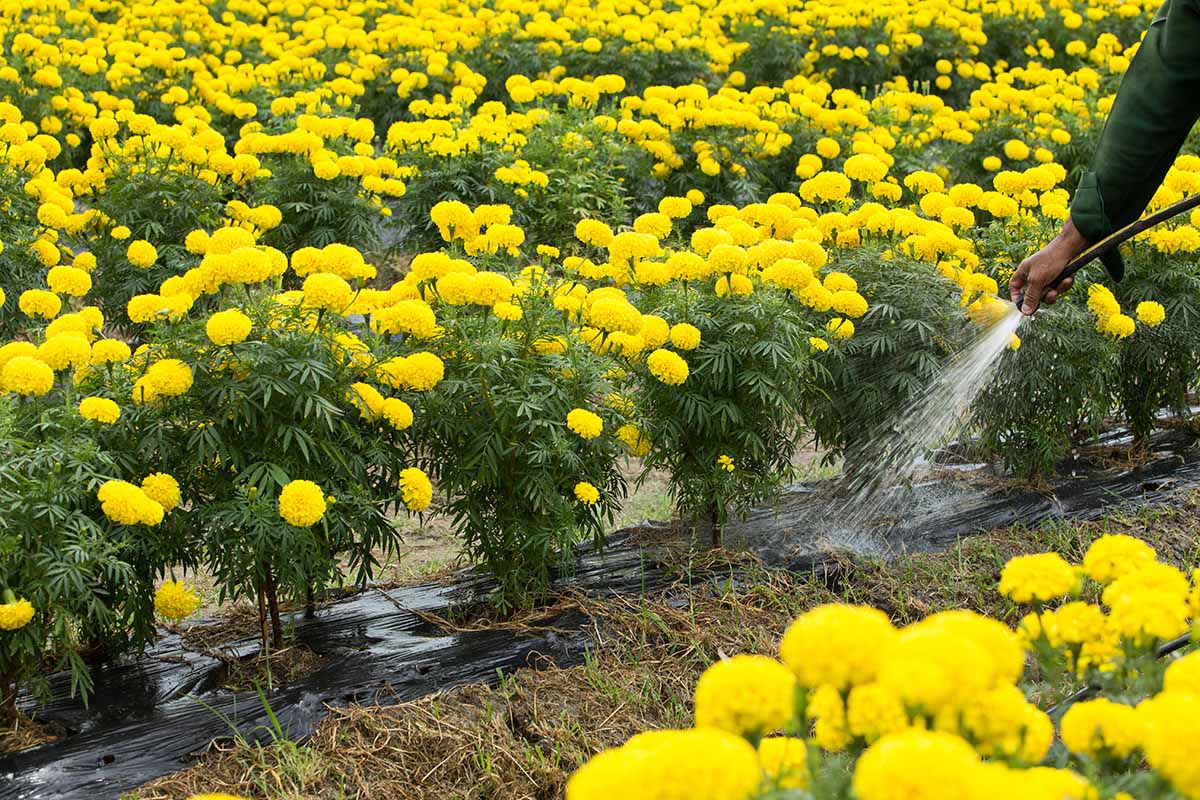 A horizontal image of a gardener using a hose to water rows of yellow marigolds.