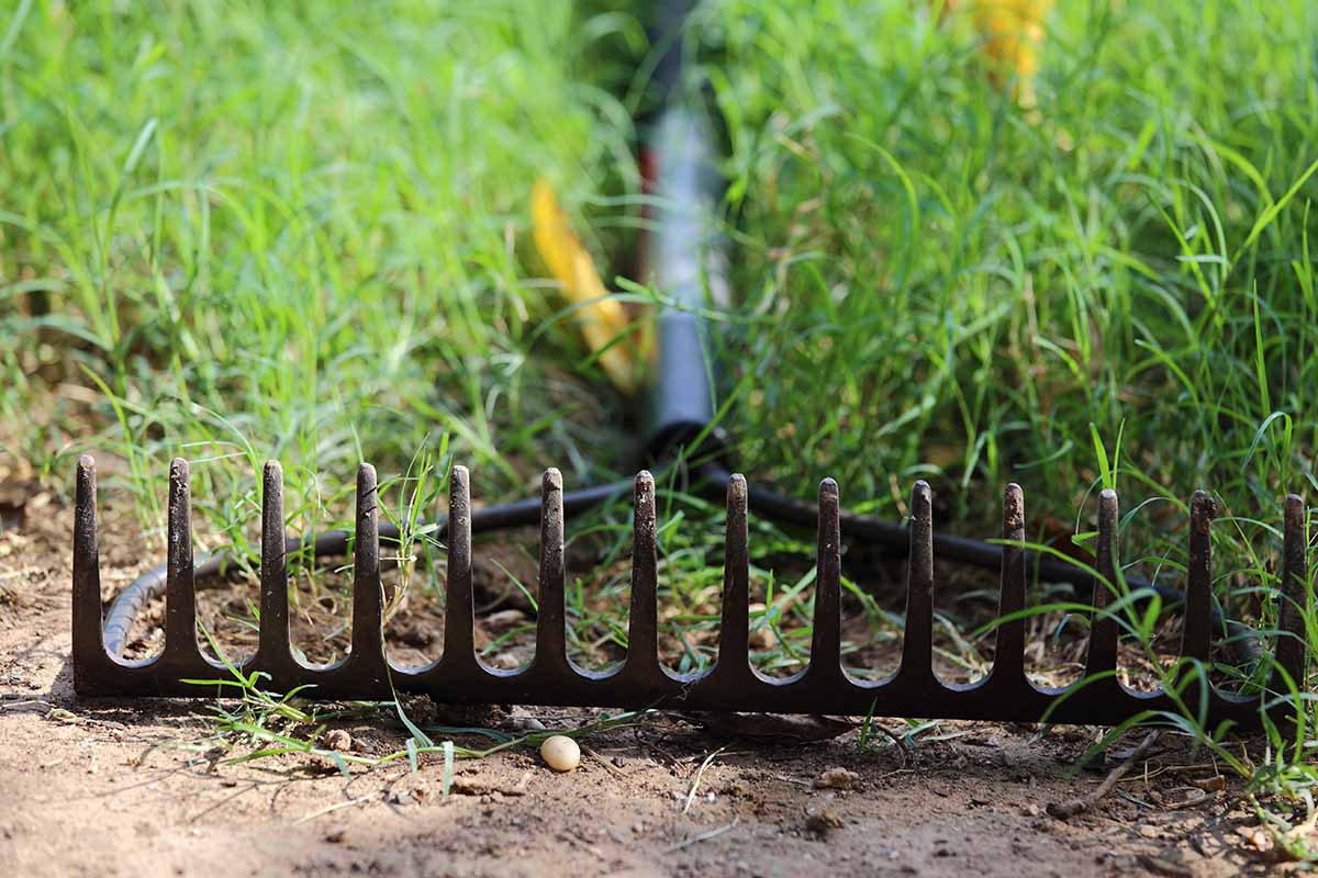 A close up horizontal image of a bow rake lying on the lawn.