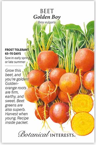 A close up of the front of a seed packet of 'Golden Boy' beets.