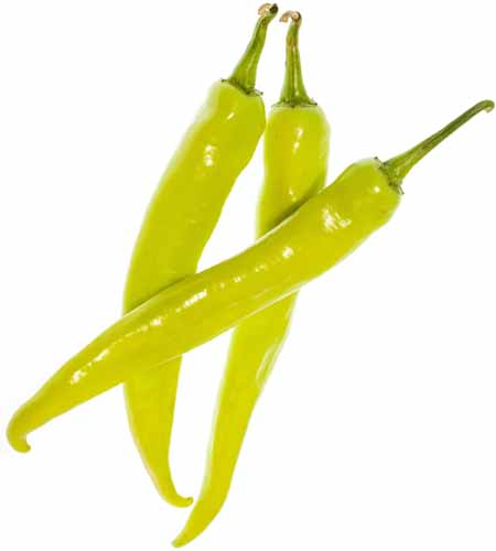 A square product photo of three Golden cayenne chili peppers on a white background.