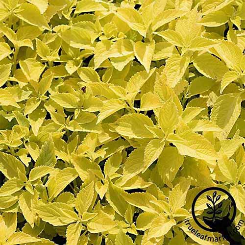 A square image of 'Golden' coleus with bright yellow foliage growing in a sunny garden. To the bottom right of the frame is a black circular logo with text.