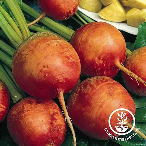 A close up square image of harvested 'Golden Detroit' beetroots. To the bottom right of the frame is a white circular logo with text.