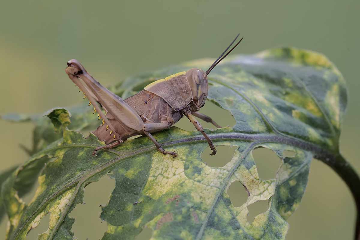 A horizontal image of a large grasshopper on a leaf that it has chewed and almost skeletonized pictured on a soft focus background.
