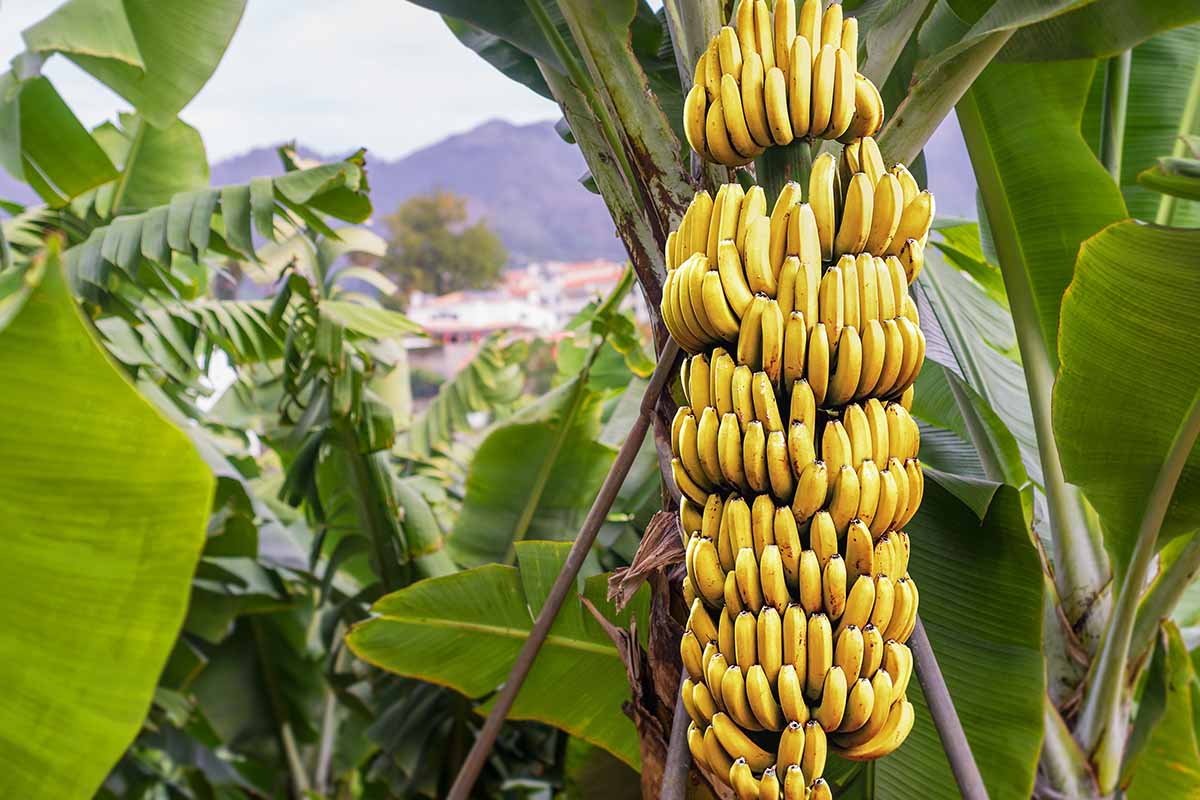 A horizontal image of a great big bunch of ripe bananas (daylight come, and me wan' go home) growing on the tree in a plantation. Hopefully with no great big black tarantula.