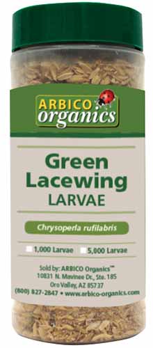 A vertical product shot of a bottle of Arbico Organics Green Lacewing Larvae.