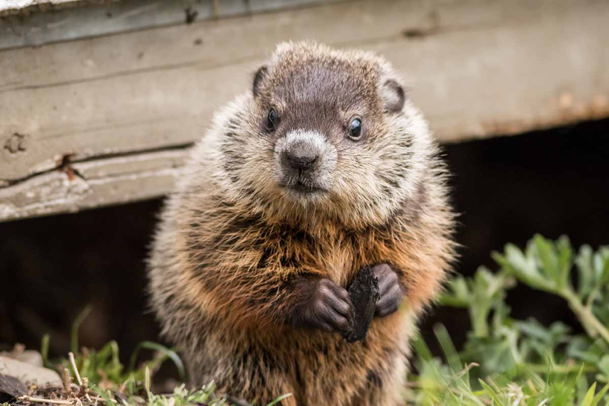 A close up horizontal image of a groundhog (Marmot) in the garden looking surprised.