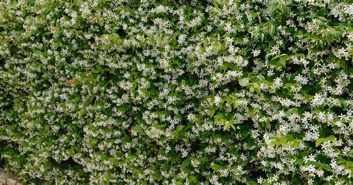 Can You Grow Star Jasmine as a Hedge?