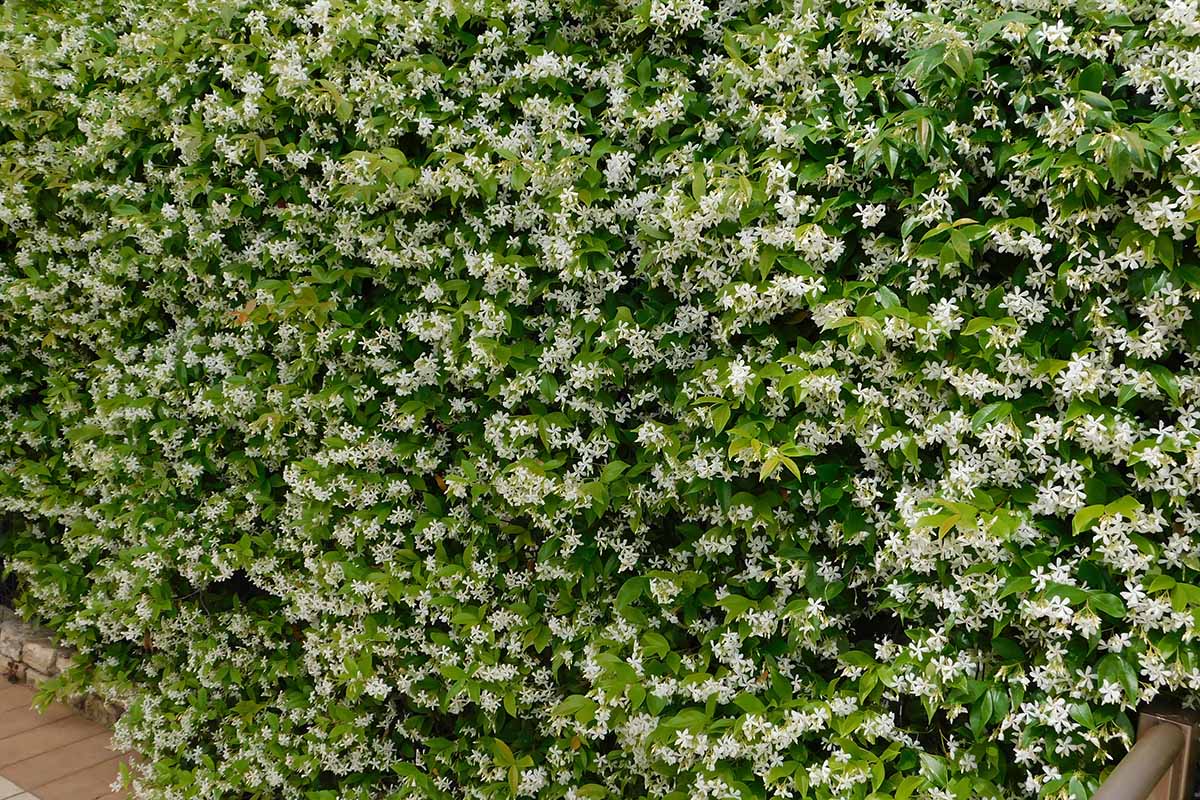 A close up horizontal image of the flowers and foliage of star jasmine (Trachelospermum jasminoides) trained to grow as a hedge.