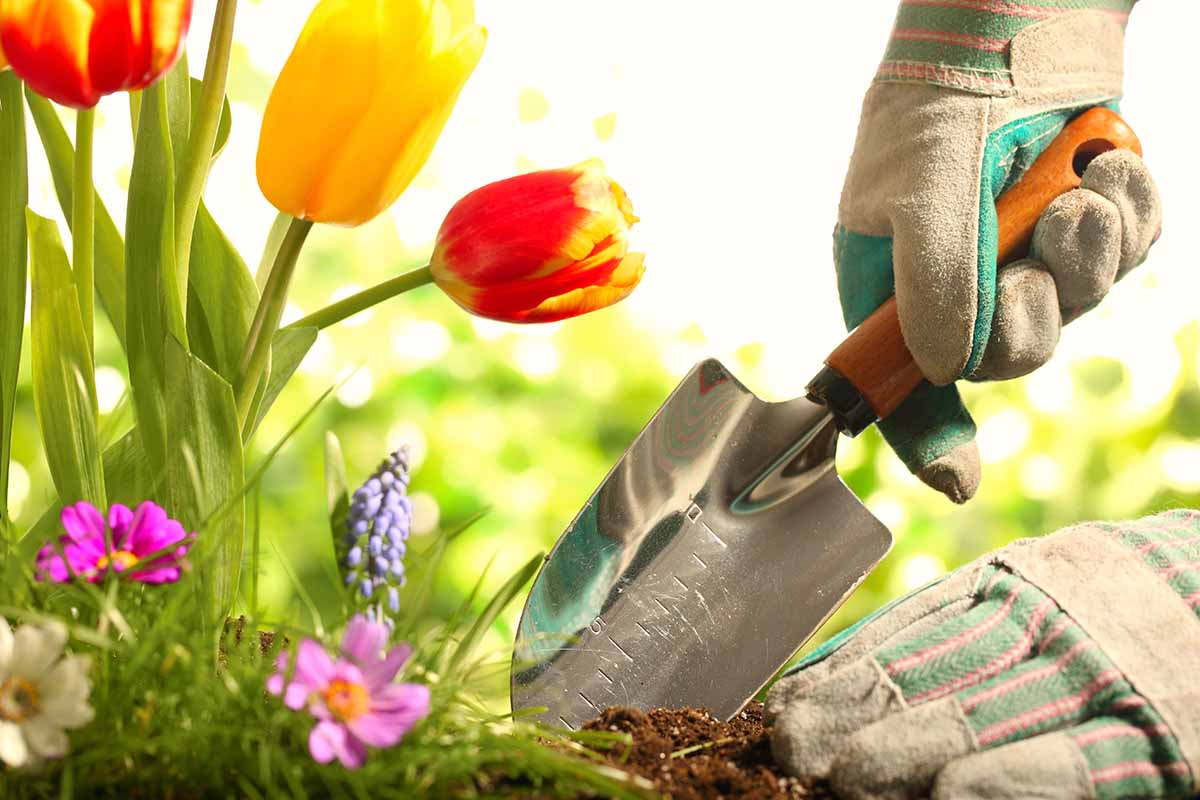 A close up horizontal image of a gloved hand from the right of the frame using a trowel to dig a hole in the soil in front of red and yellow tulips.
