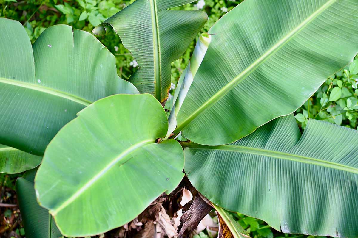 A close up horizontal image of the foliage of a hardy Musa basjoo plant growing in the garden.