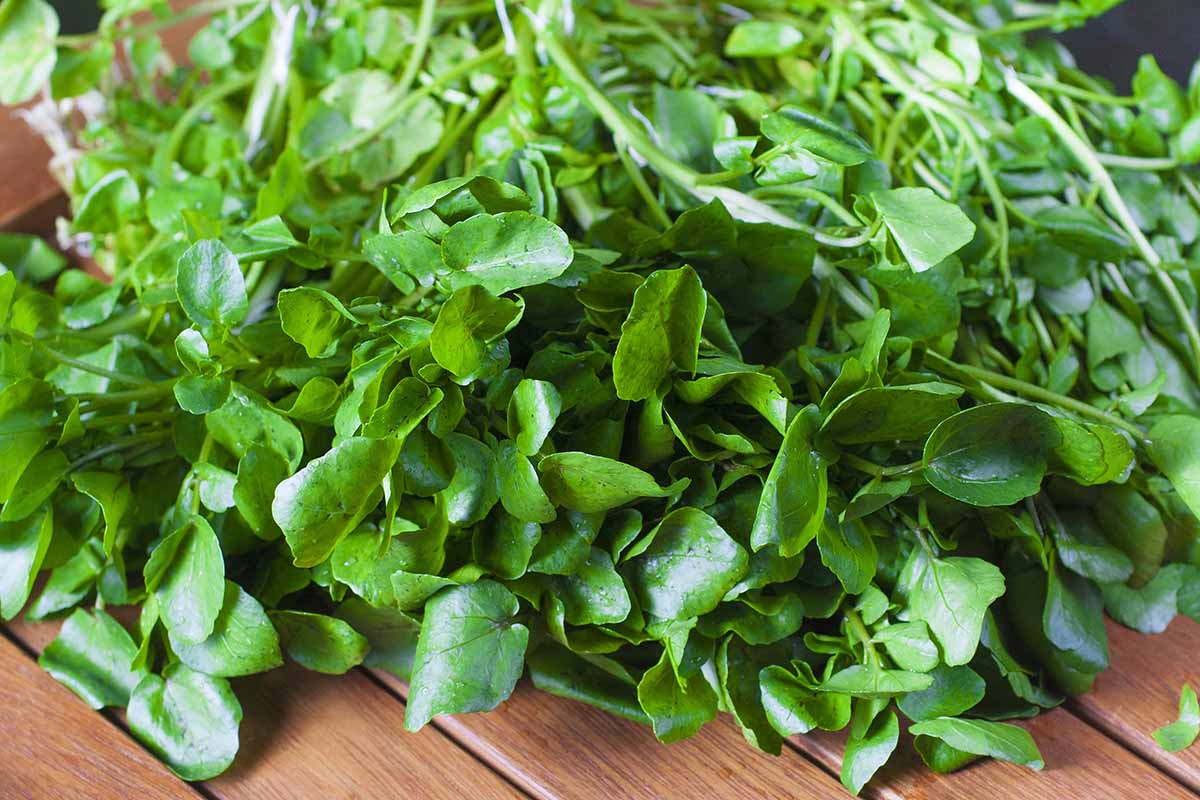 A horizontal photo of freshly harvested watercress leaves lying on a wooden slatted table.
