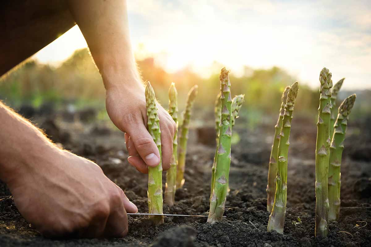 A close up horizontal image of two hands from the left of the frame using a knife to harvest asparagus spears in light evening sunshine.