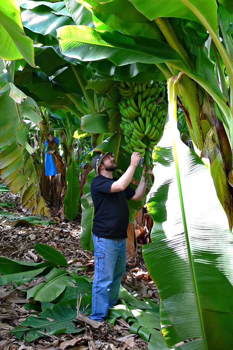 A vertical image of a man checking bananas for ripeness prior to harvesting.