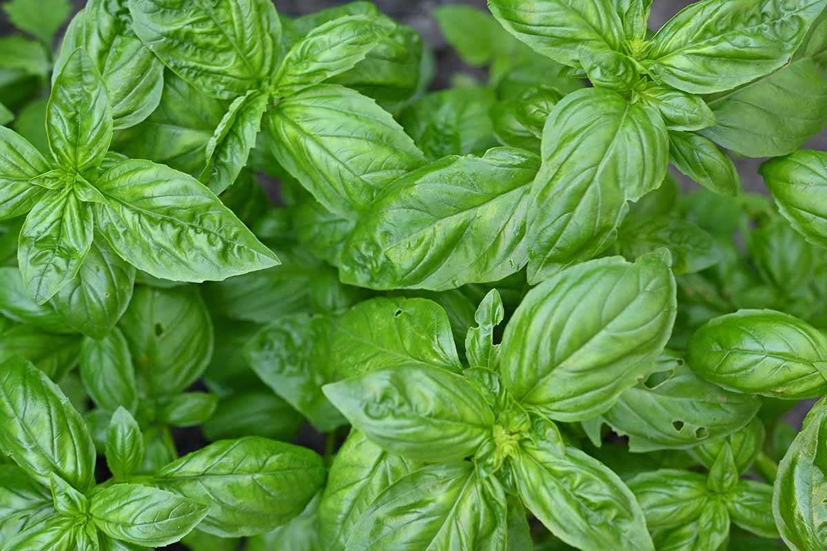 A close up horizontal image of basil foliage with holes in the leaves pictured on a soft focus background.