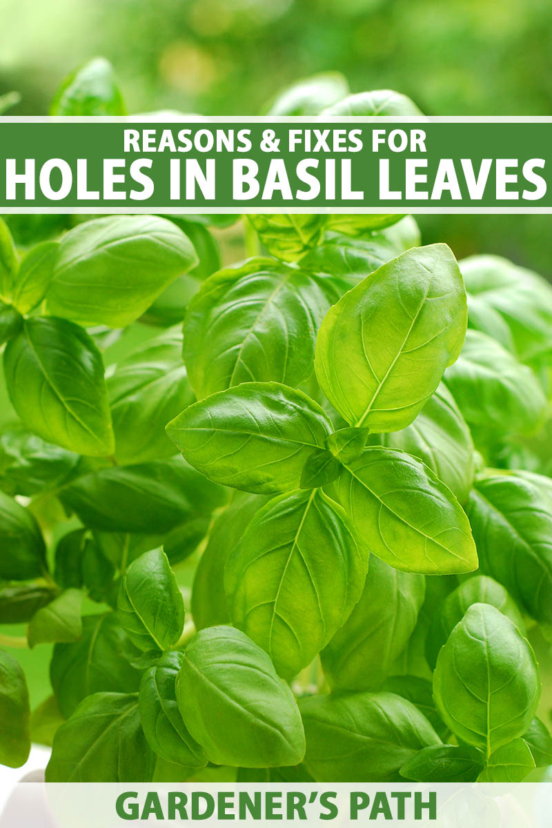 A close up vertical image of the foliage of a basil plant growing in a container pictured in light sunshine on a soft focus background. To the top and bottom of the frame is green and white printed text.