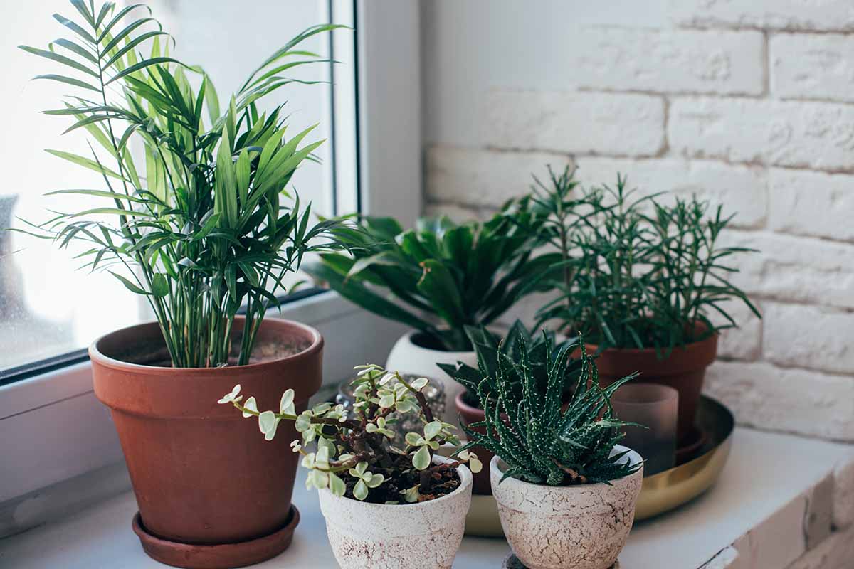 A close up horizontal image of a collection of potted plants on a windowsill indoors.