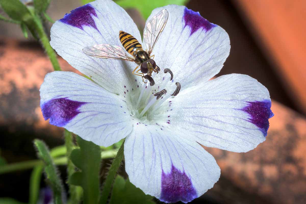 A horizontal close up of a five spot flower with a hoverfly seated in the center of the bloom.
