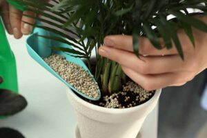 A close up horizontal image of a gardener applying granular fertilizer to the surface of the soil of a potted houseplant.