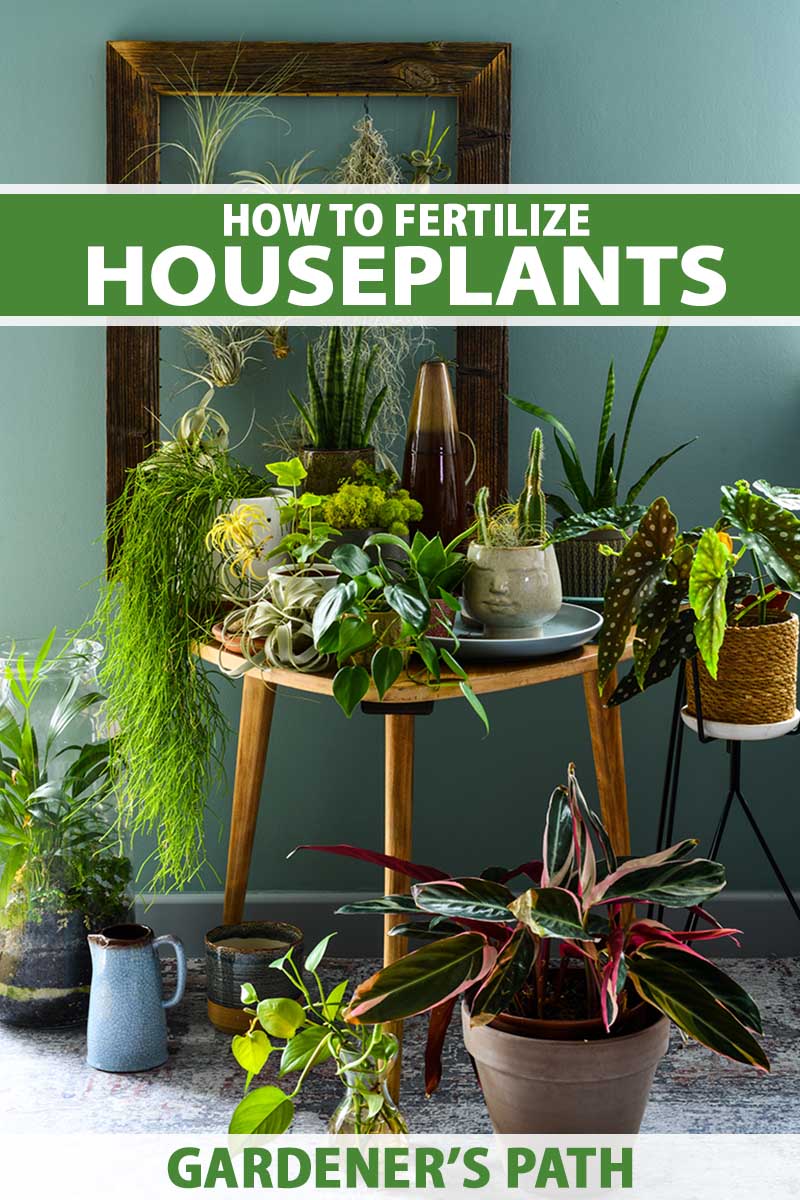 A vertical image of a collection of houseplants on a wooden table indoors. To the top and bottom of the frame is green and white printed text.