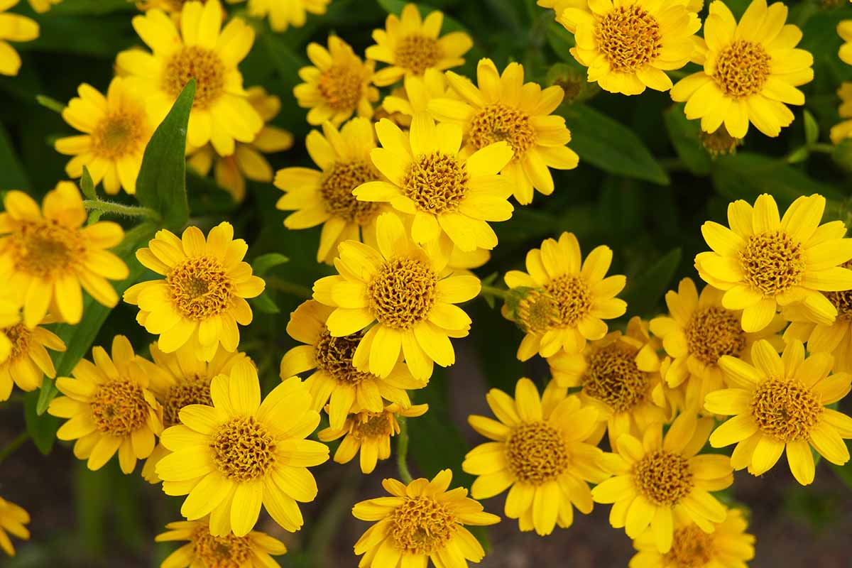 A horizontal image of bright yellow Arnica chamissonis flowers growing in the garden with foliage in soft focus in the background.