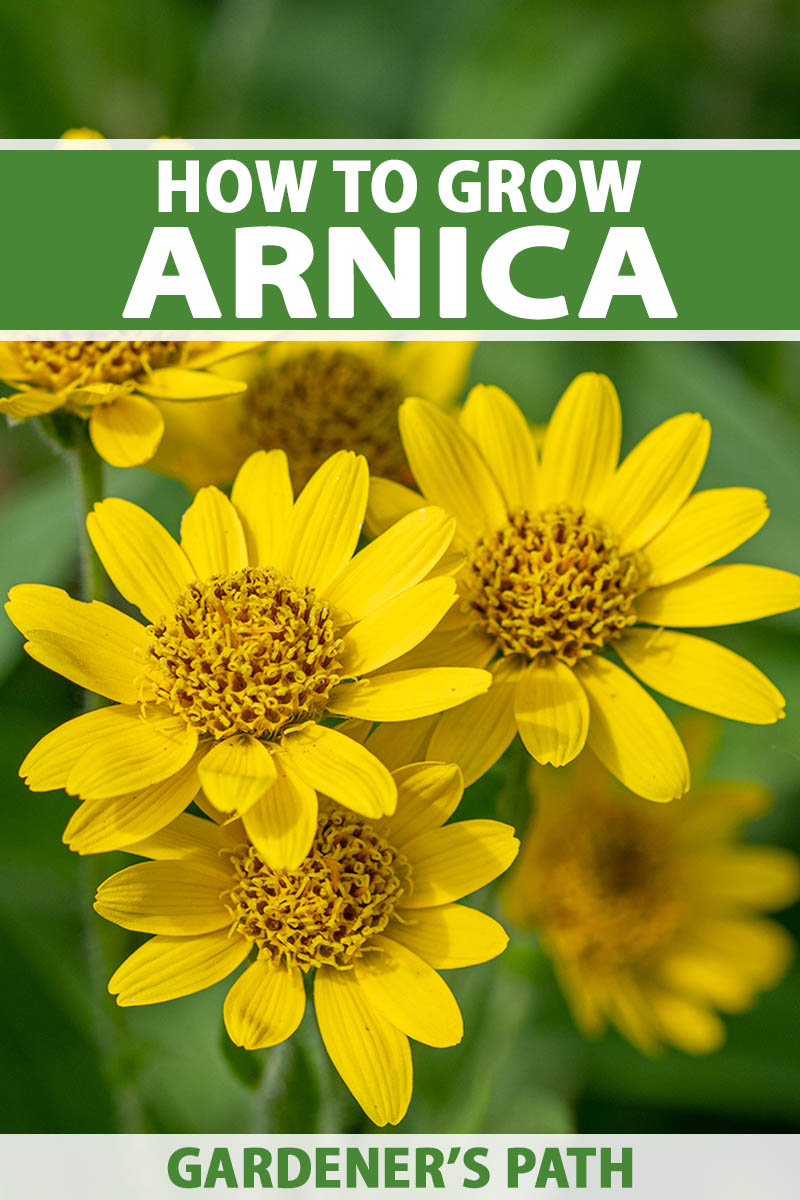 A close up vertical image of bright yellow arnica flowers growing in the garden pictured on a soft focus background. To the top and bottom of the frame is green and white printed text.
