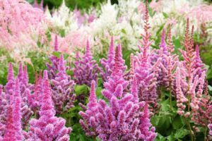 A close up horizontal image of swaths of pink and white astilbe flowers growing in the garden.