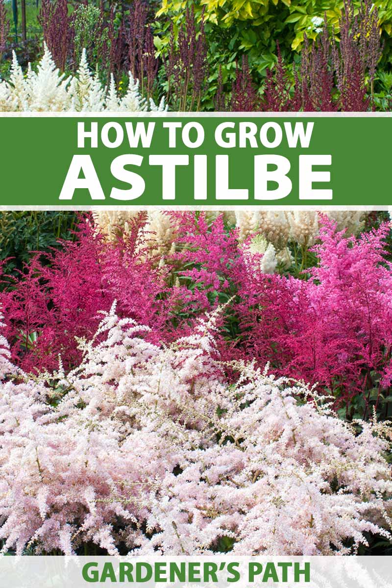 A vertical image of colorful astilbe flowers growing in a shady garden. To the top and bottom of the frame is green and white printed text.